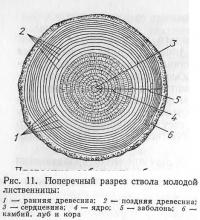 Рис. 11. Поперечный разрез ствола молодой лиственницы