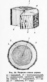 Рис. 30. Разрезы ствола дерева
