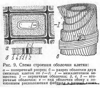 Рис. 9. Схема строения оболочки клетки